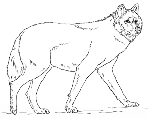 Realistic Grey Wolf Coloring Page